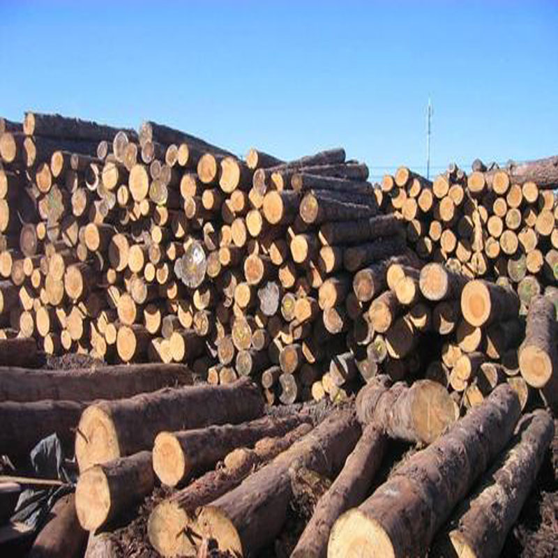 湖南進口鐵杉批發