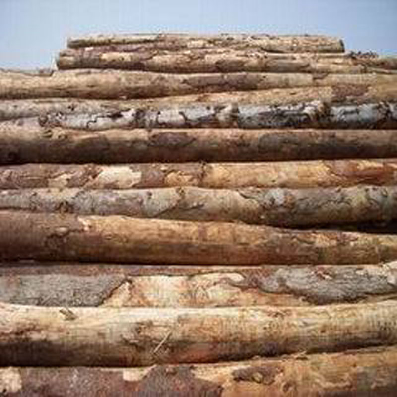 天津百年建築木方廠家